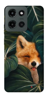 Чехол на Motorola Moto G Power (2025) Fox фото 1 из 1