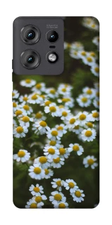 Чохол на Motorola Edge 50 Pro Ромашки v13 фото 1 з 1