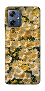Чехол на Motorola Moto G54 Power Camomile фото 1 из 1