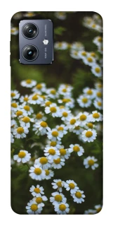 Чохол на Motorola Moto G54 Ромашки v13 фото 1 Чохол на Motorola Moto G54 Ромашки v13 фото 1 з 1