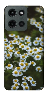 Чохол на Motorola Moto G Power (2025) Ромашки v13 фото 1 з 1