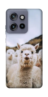 Чохол на Motorola Edge 50 Neo Лама фото 1 з 1