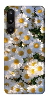 Чехол на Samsung Galaxy M16 5G Поле ромашек фото 1 из 1