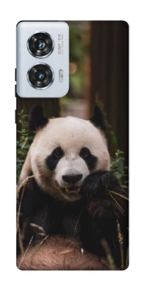 Чехол на Motorola Edge 50 Fusion Панда фото 1 из 1