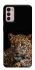 Чохол на Motorola Moto G42 Leopard v4 фото 1 з 1