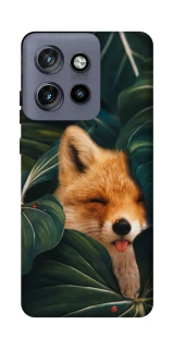 Чехол на Motorola Edge 50 Neo Fox фото 1 из 1