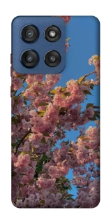 Чехол на Motorola Edge 60 Stylus Flowers v4 фото 1 из 1