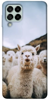 Чехол на Samsung Galaxy M53 5G Лама фото 1 из 1