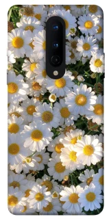 Чехол на OnePlus 8 Поле ромашек фото 1 из 1