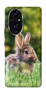 Чехол на Honor 200 Кролики фото 1 из 1