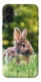 Чехол на Apple iPhone 16 Plus Кролики фото 1 из 1