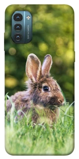 Чохол на Nokia G21 Кролики фото 1 з 1