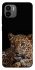 Чохол на Xiaomi Redmi A1 / A2 Leopard v4 фото 1 з 1