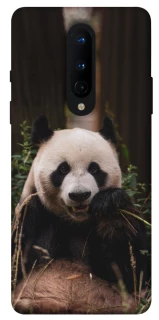 Чохол на OnePlus 8 Панда фото 1 з 1