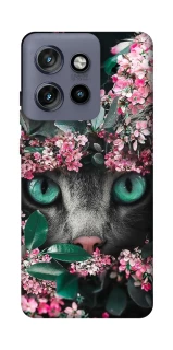 Чехол на Motorola Edge 50 Neo Кот в цветах фото 1 из 1