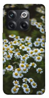 Чехол на OnePlus 10T Ромашки v13 фото 1 из 1