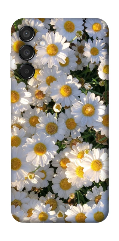 Чехол на Samsung Galaxy M15 5G Поле ромашек фото 1 из 1