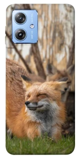 Чохол на Motorola Moto G84 Лисиця фото 1 з 1
