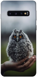 Чехол на Samsung Galaxy S10 Совёнок фото 1 из 1