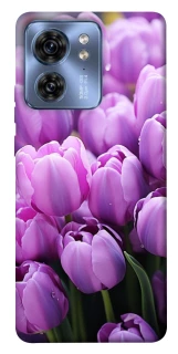 Чохол на Motorola Edge 40 Фіолетові тюльпани фото 1 з 1