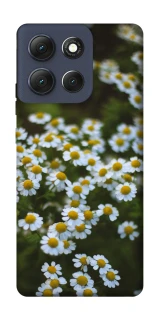 Чехол на Motorola Moto G86 Ромашки v13 фото 1 из 1