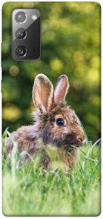 Чехол на Samsung Galaxy Note 20 Кролики фото 1 из 1