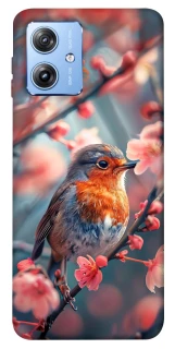 Чохол на Motorola Moto G84 Birdie фото 1 з 1