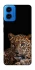 Чохол на Motorola Moto G45 Leopard v4 фото 1 з 1