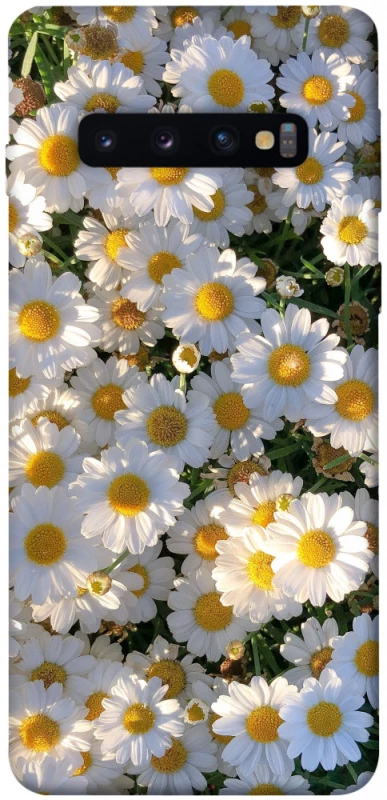 Чехол на Samsung Galaxy S10 Поле ромашек фото 1 из 1