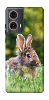 Чохол на Motorola Moto G85 Кролики фото 1 з 1