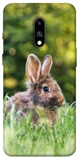 Чехол на OnePlus 7 Кролики фото 1 из 1