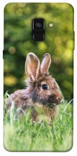 Чехол на Samsung A530 Galaxy A8 (2018) Кролики фото 1 из 1