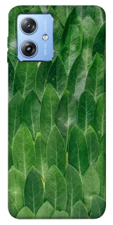 Чохол на Motorola Moto G84 Листя фото 1 з 1