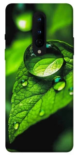 Чехол на OnePlus 8 Flowers v16 фото 1 из 1