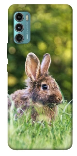 Чехол на Motorola Moto G60 Кролики фото 1 из 1