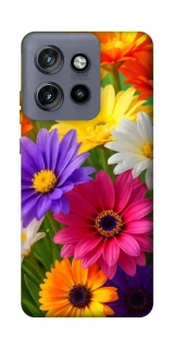 Чехол на Motorola Edge 50 Neo Flowers v32 фото 1 из 1
