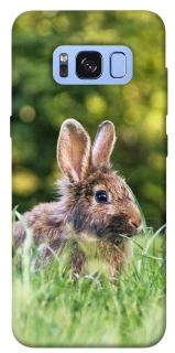 Чехол на Samsung G950 Galaxy S8 Кролики фото 1 из 1