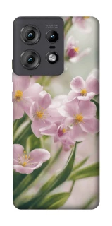 Чохол на Motorola Edge 50 Pro Spring фото 1 з 1