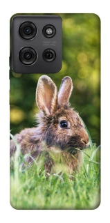 Чохол на Motorola Moto G75 Кролики фото 1 з 1