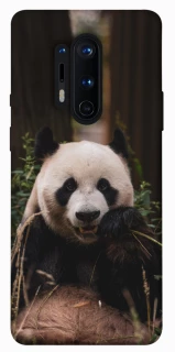 Чехол на OnePlus 8 Pro Панда фото 1 из 1