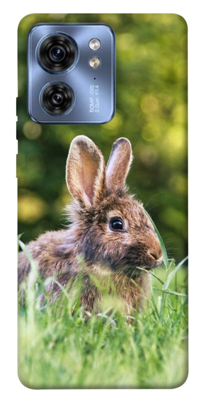 Чохол на Motorola Edge 40 Кролики фото 1 з 1