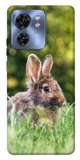 Чехол на Motorola Edge 40 Кролики фото 1 из 1