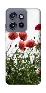 Чехол на Motorola Edge 50 Neo Поле маков фото 1 из 1
