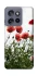 Чехол на Motorola Edge 50 Neo Поле маков фото 1 из 1