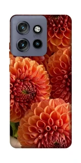 Чохол на Motorola Edge 50 Neo Flower1 фото 1 з 1