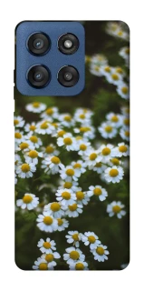 Чохол на Motorola Edge 60 Stylus Ромашки v13 фото 1 з 1