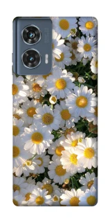 Чехол на Motorola Edge 50 Поле ромашек фото 1 из 1