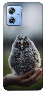Чехол на Motorola Moto G84 Совёнок фото 1 из 1