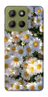 Чехол на Motorola Moto G15 4G Поле ромашек фото 1 из 1