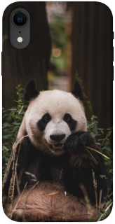 Чехол на Apple iPhone XR (6.1") Панда фото 1 из 1